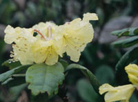 Rhododendron im Juni