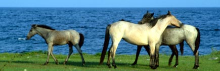 Horses in the Tasheran steppe(photo: T. Heidbüchel)